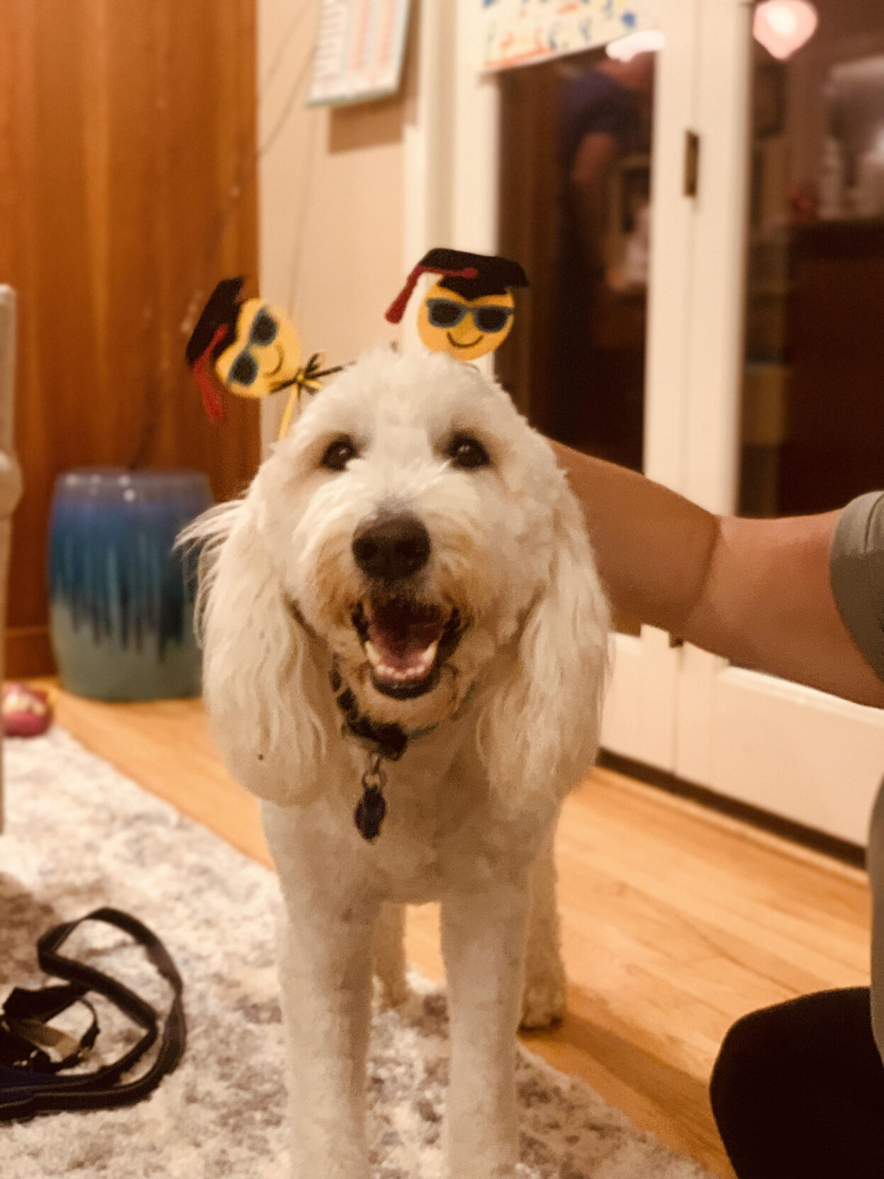 Hearts of Gold Service Dogs: Ruby